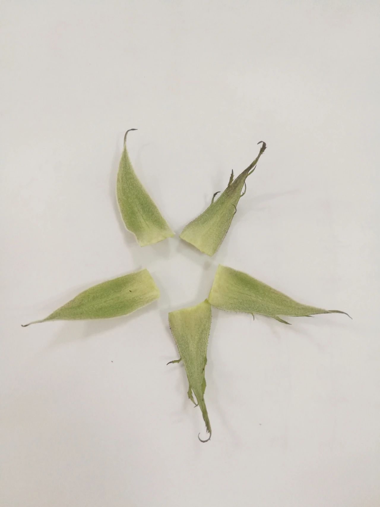 1617082434521632.jpg 1617082434521632.jpg