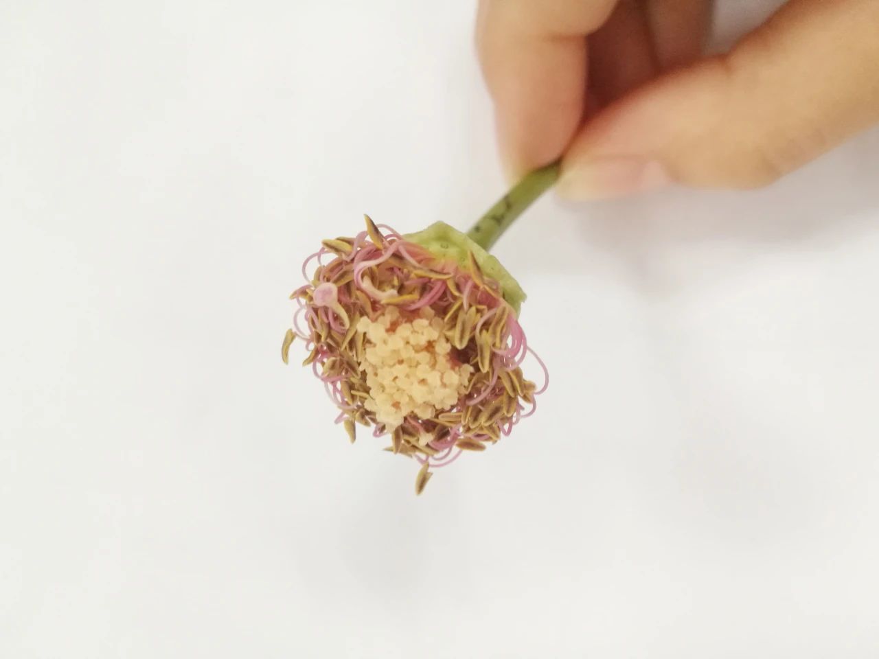 1617082628970467.jpg 1617082628970467.jpg